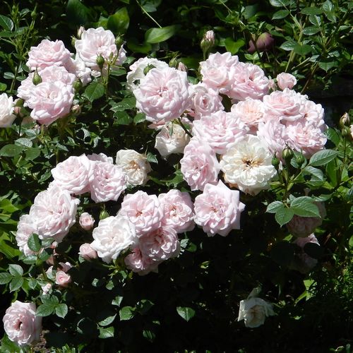 Világos rózsaszín - Apróvirágú - magastörzsű rózsafa- kompakt koronaforma